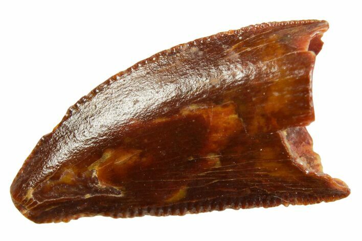 Serrated Raptor Tooth - Real Dinosaur Tooth #364836